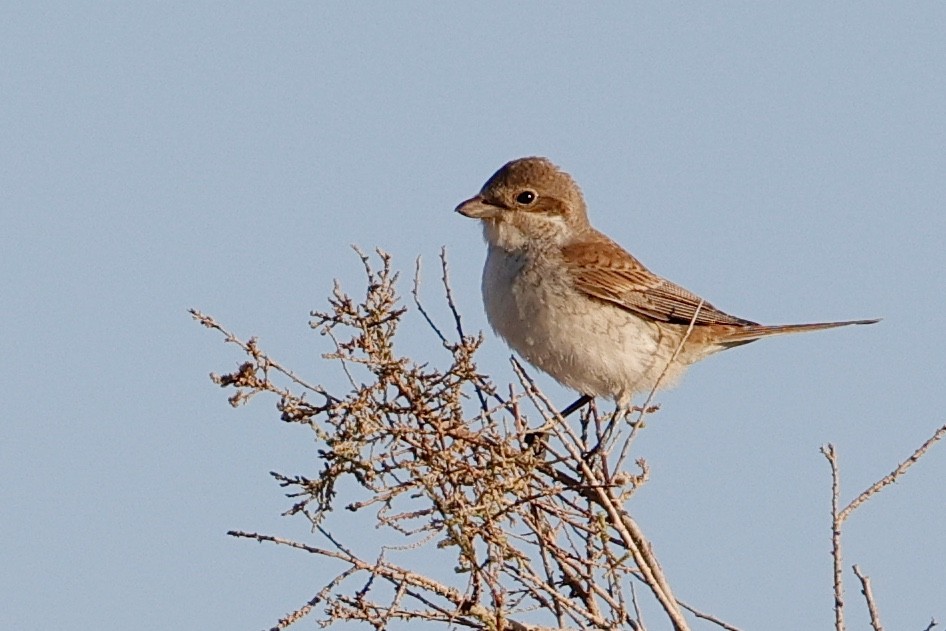 Red-backed Shrike - ML623883847