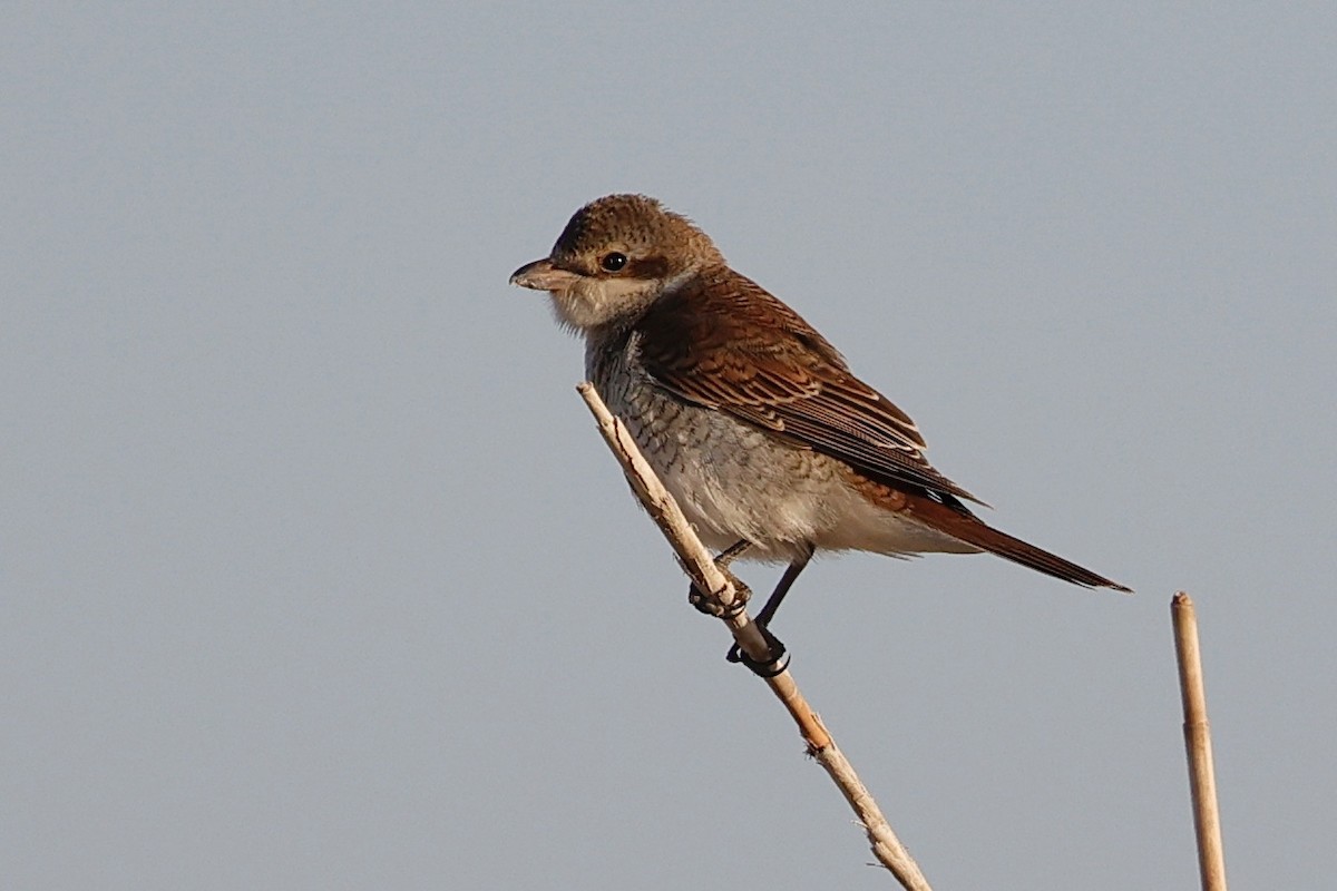 Red-backed Shrike - ML623883848