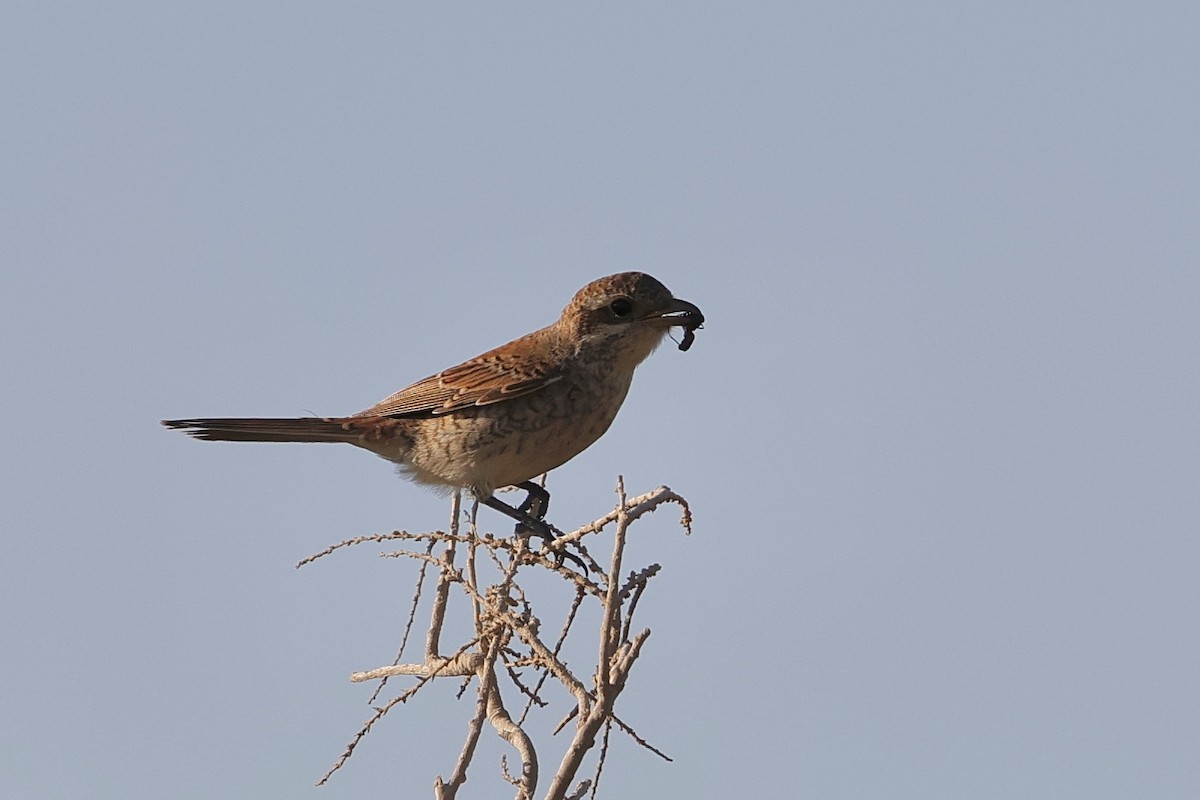 Red-backed Shrike - ML623883849