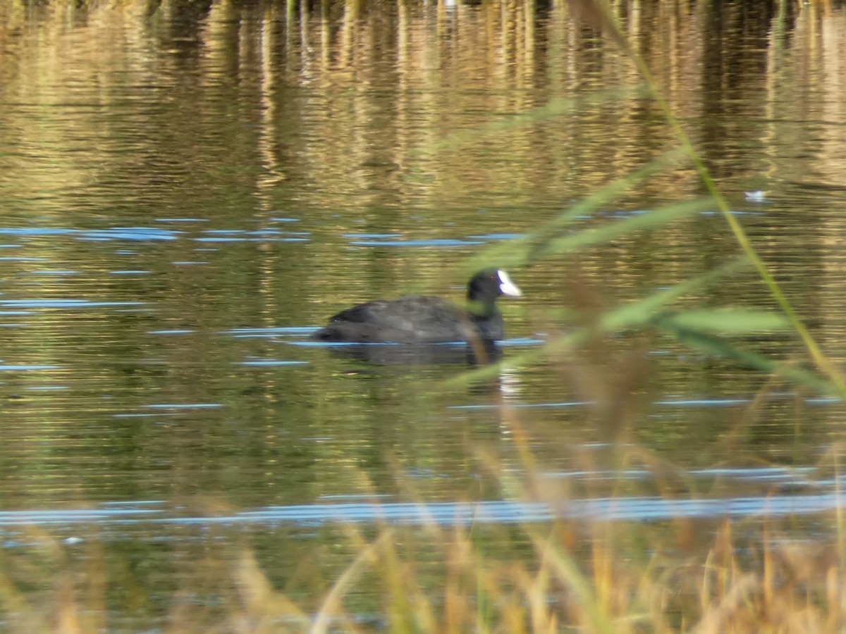 Eurasian Coot - ML623883850