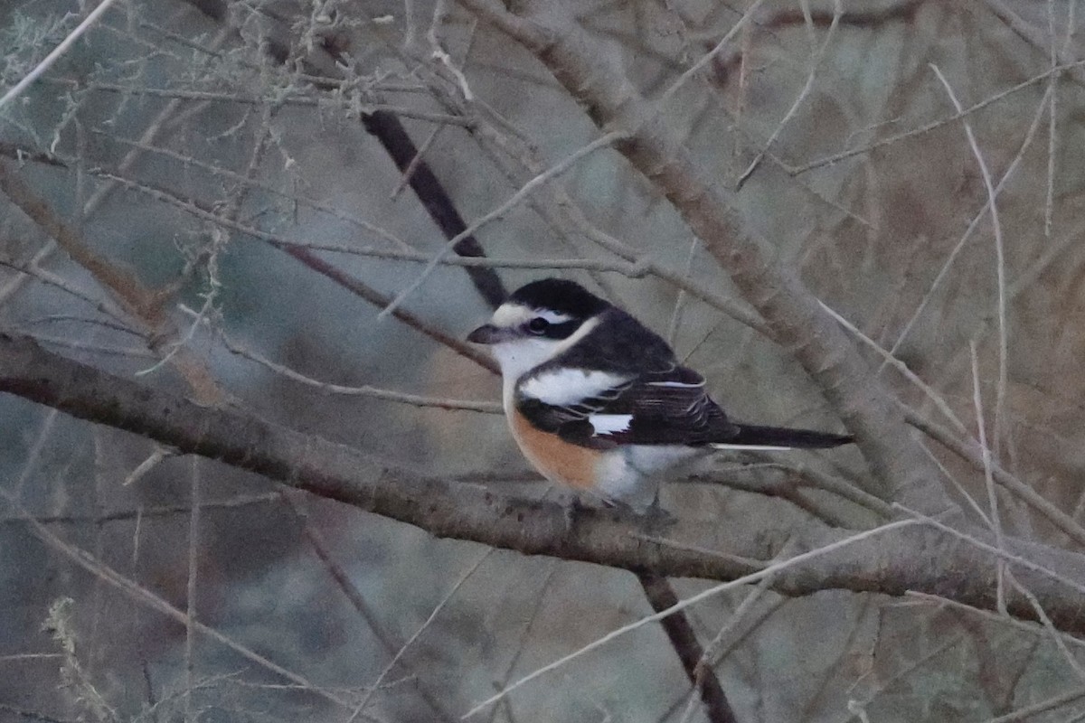 Masked Shrike - ML623883854