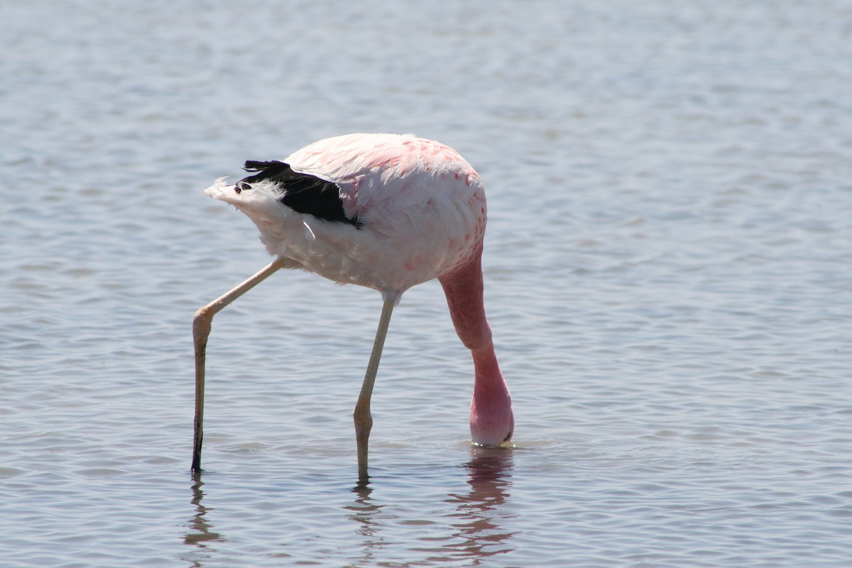 Andean Flamingo - Aidan Cullen