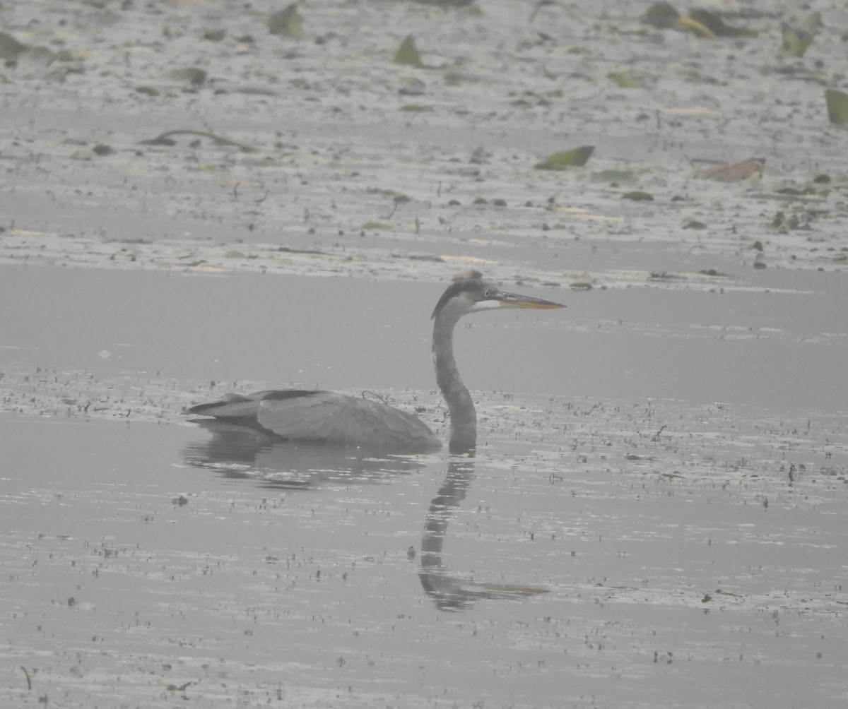 Great Blue Heron - ML623883878