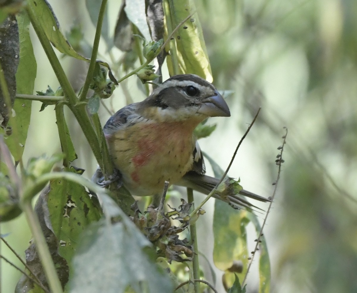 Rose-breasted Grosbeak - ML623883884