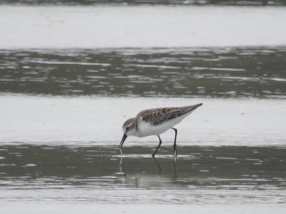 Western Sandpiper - Ethan Maynard