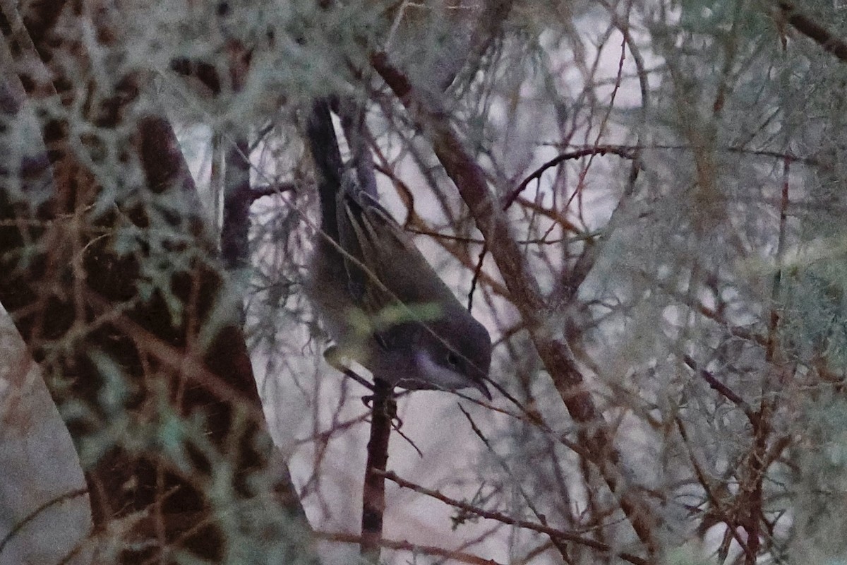 Greater Whitethroat - ML623883892