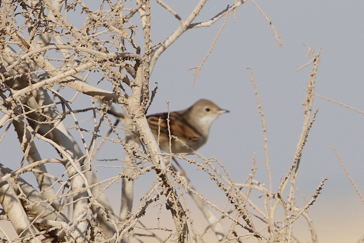 Greater Whitethroat - ML623883893