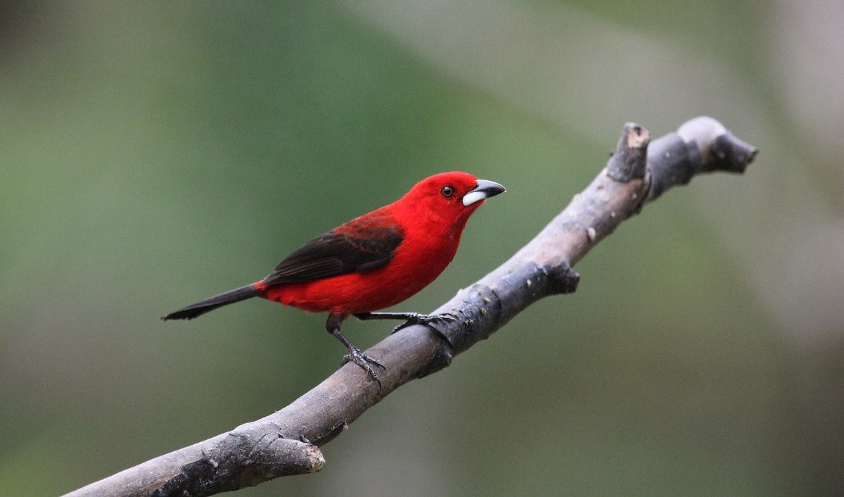 Brazilian Tanager - ML623883899