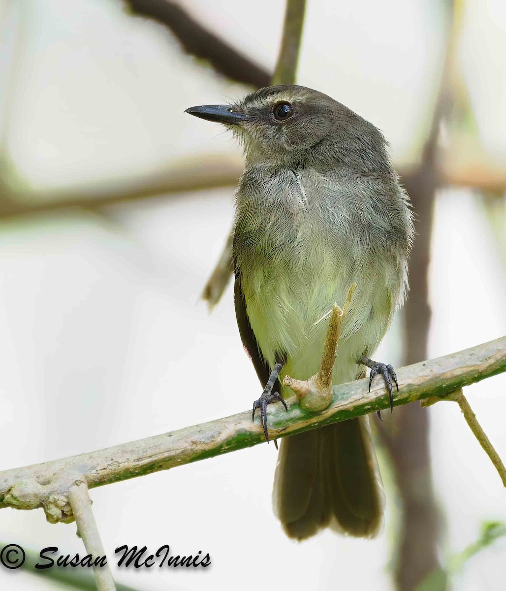 Fuscous Flycatcher - ML623883900