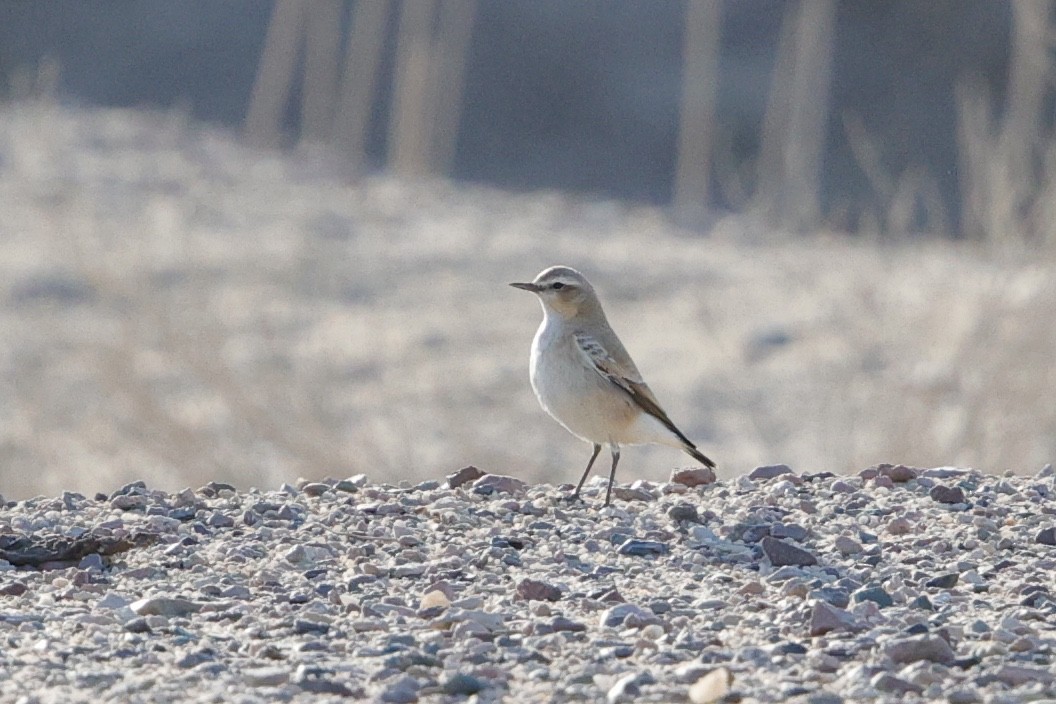 Northern Wheatear - ML623883908