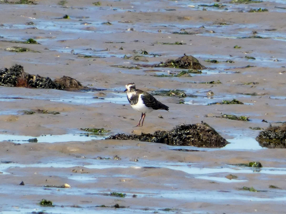 Northern Lapwing - ML623883916