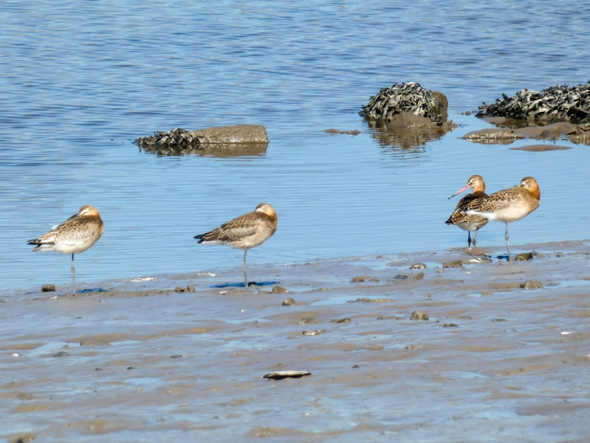 Black-tailed Godwit - Elliot Maher