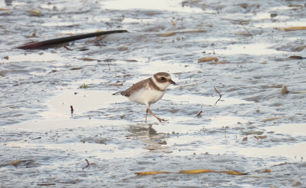 Semipalmated Plover - ML623883936