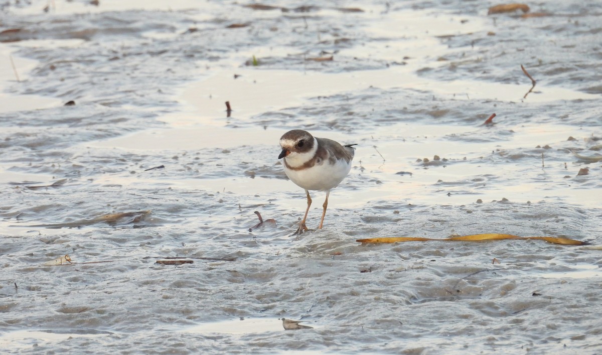 Semipalmated Plover - ML623883937