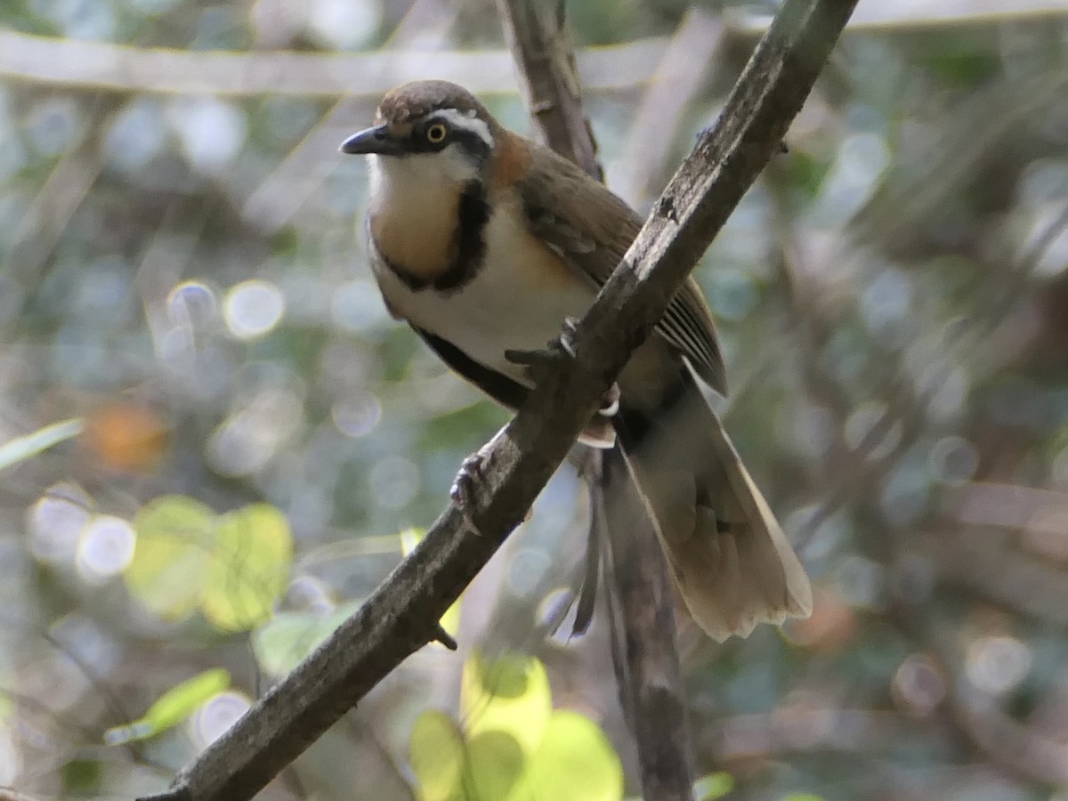 Lesser Necklaced Laughingthrush - ML623883938