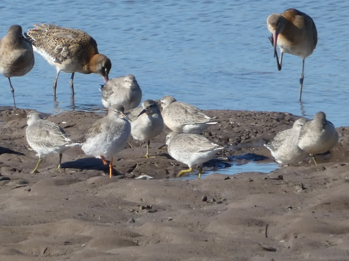 Red Knot - ML623883947