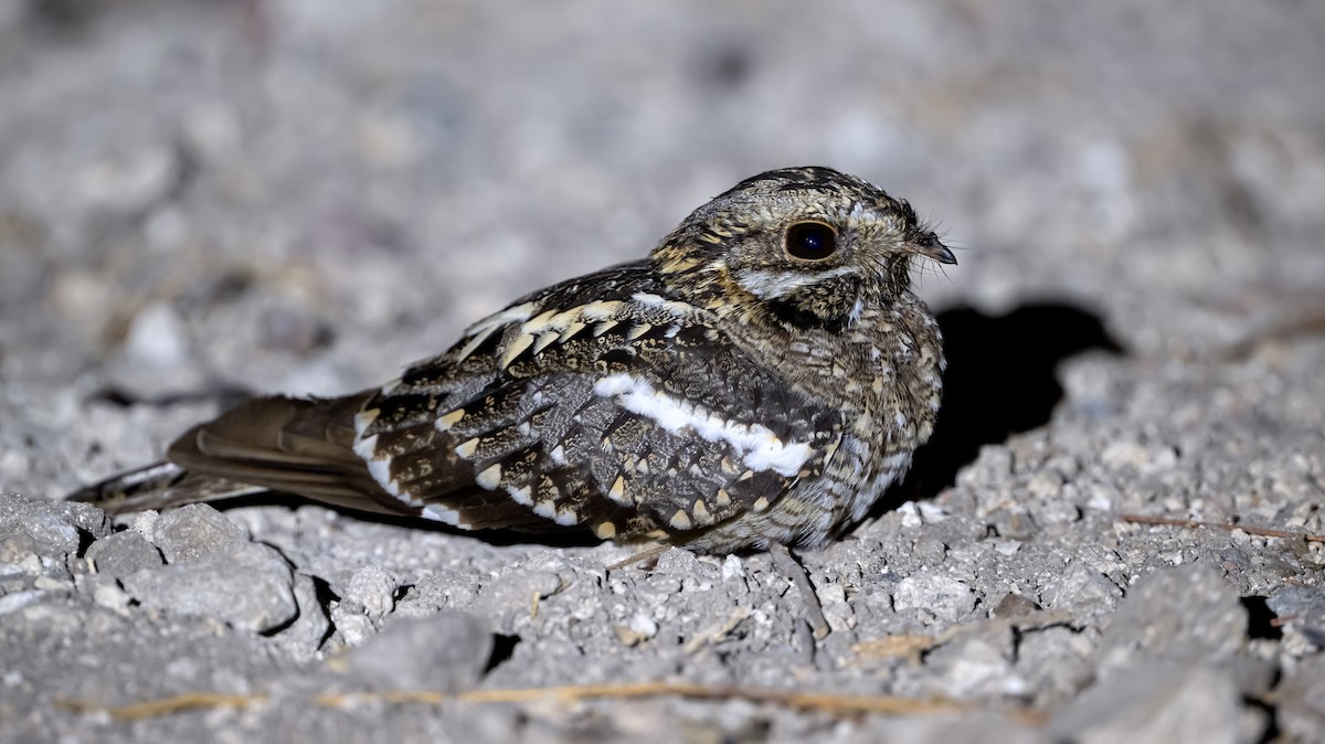 Square-tailed Nightjar - ML623883951