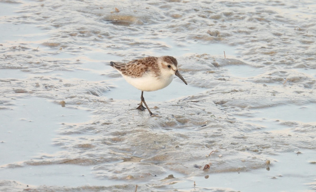 Western Sandpiper - Kimberly Snaric