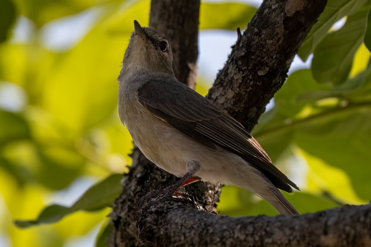 Pale Flycatcher - Steve Potter