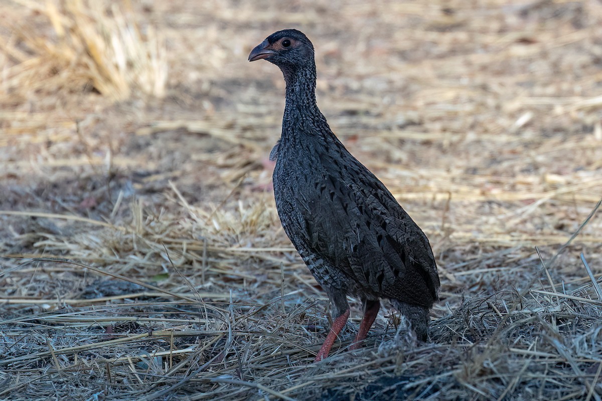 Red-necked Spurfowl - Steve Potter