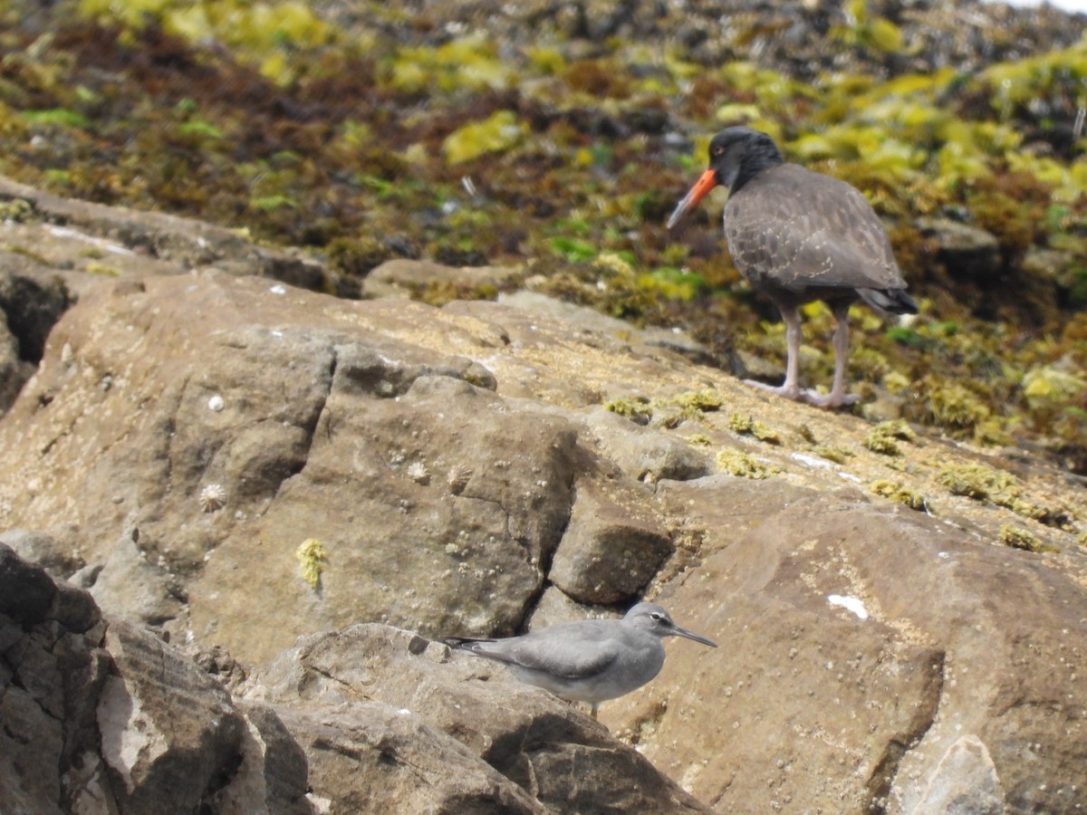 Wandering Tattler - ML623883997