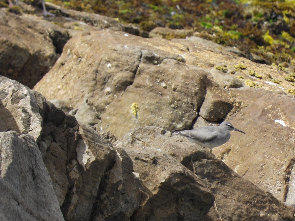 Wandering Tattler - ML623884003