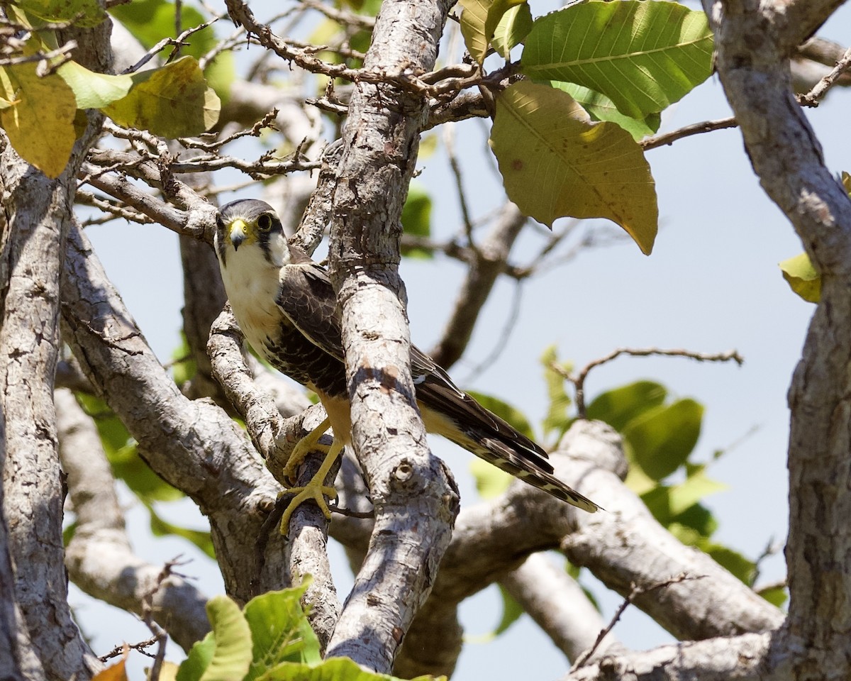 Aplomado Falcon - ML623884021