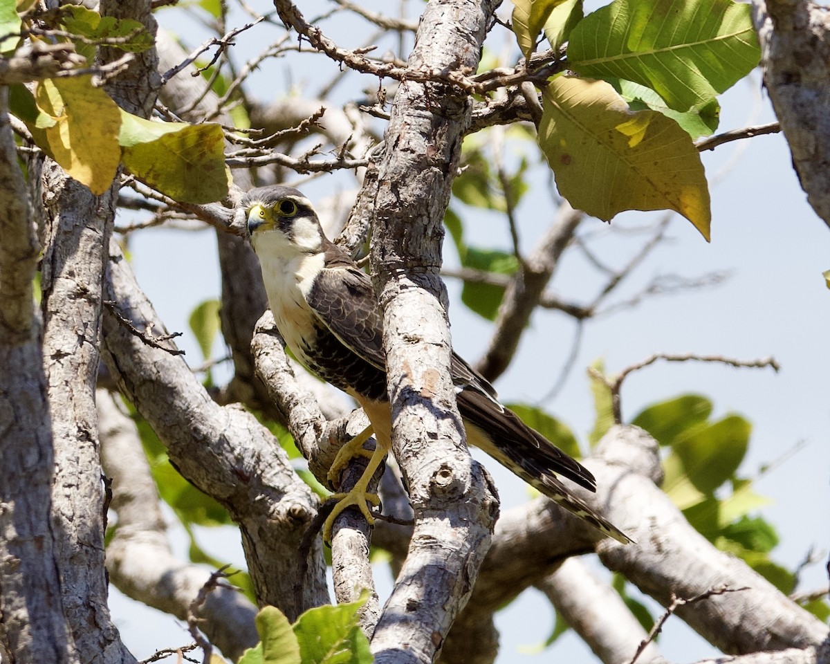 Aplomado Falcon - ML623884022