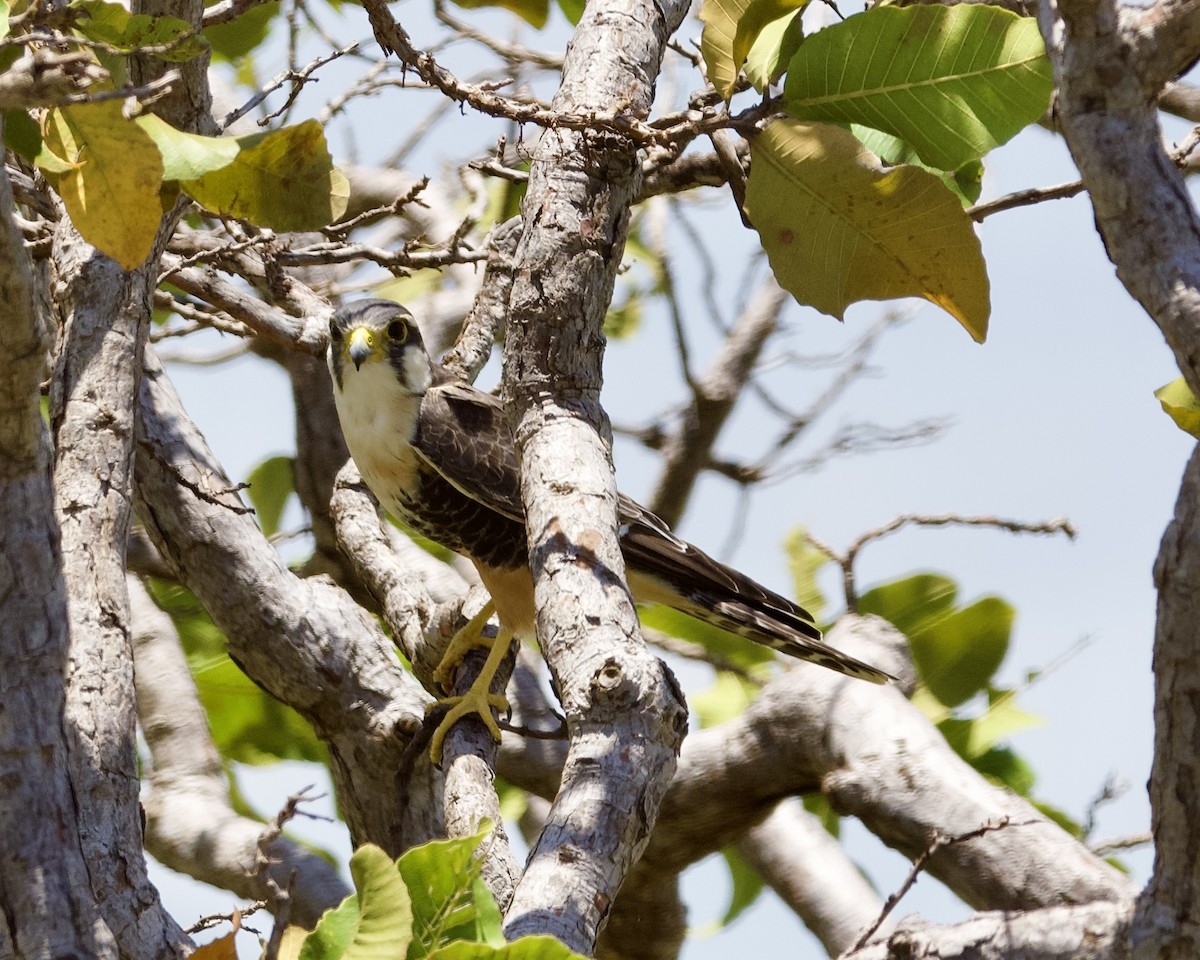 Aplomado Falcon - ML623884023