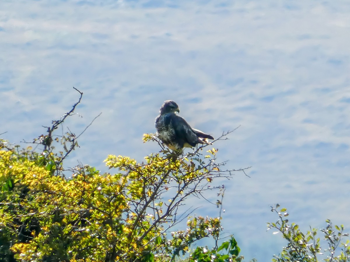 Common Buzzard - ML623884047