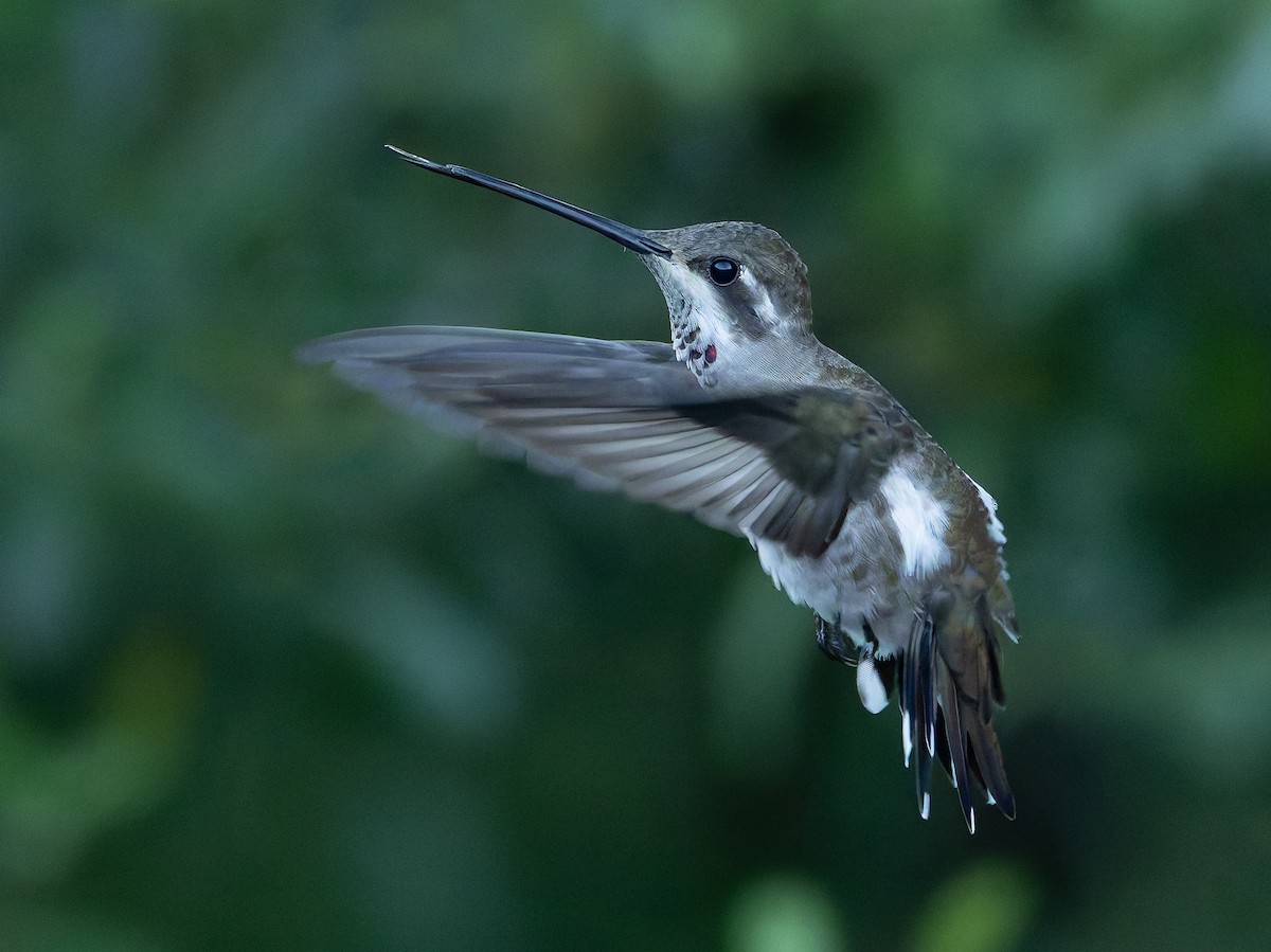 Plain-capped Starthroat - Joe Aliperti