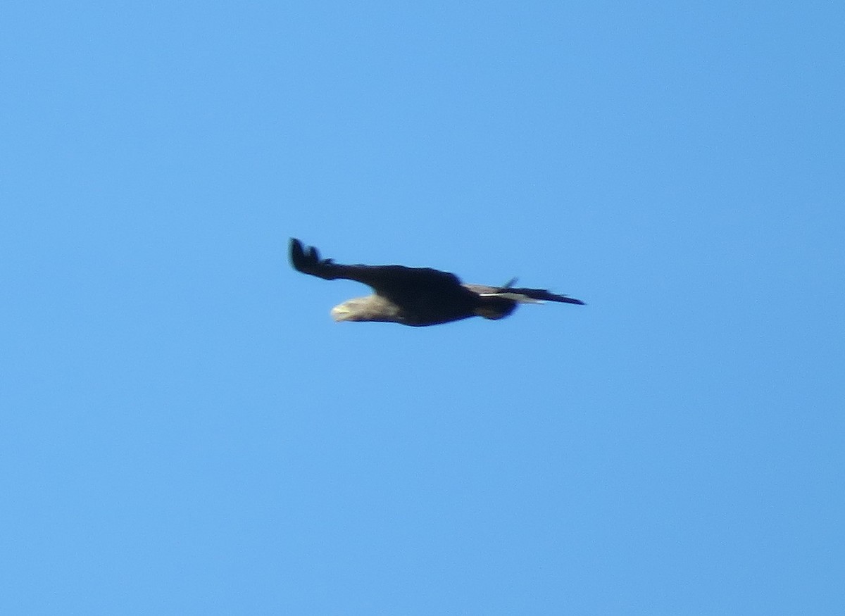 White-tailed Eagle - ML623884096