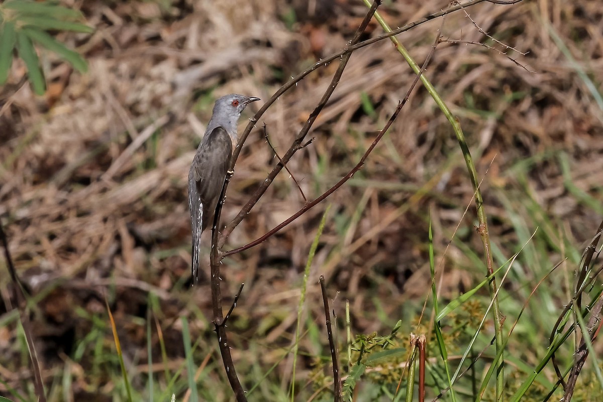 Plaintive Cuckoo - ML623884101