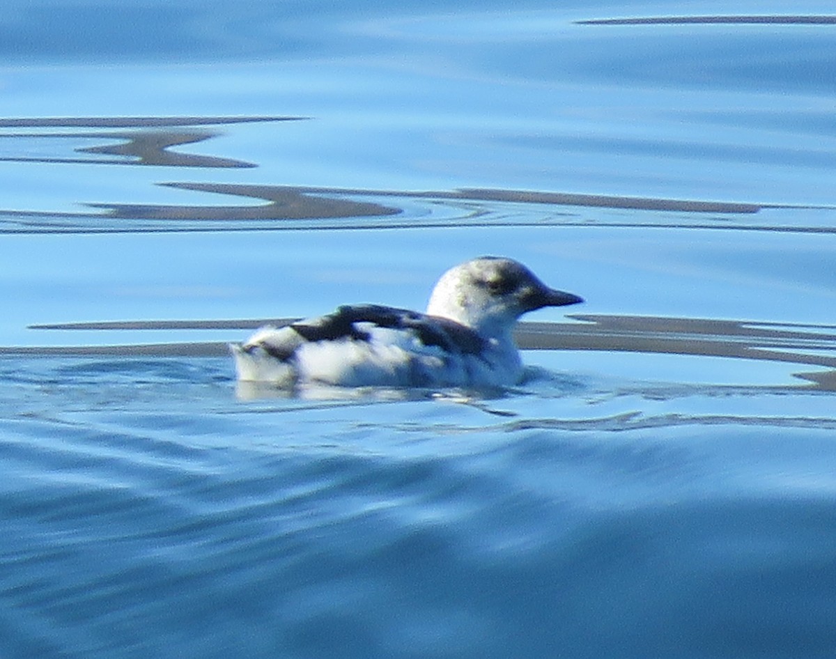 Black Guillemot - ML623884105