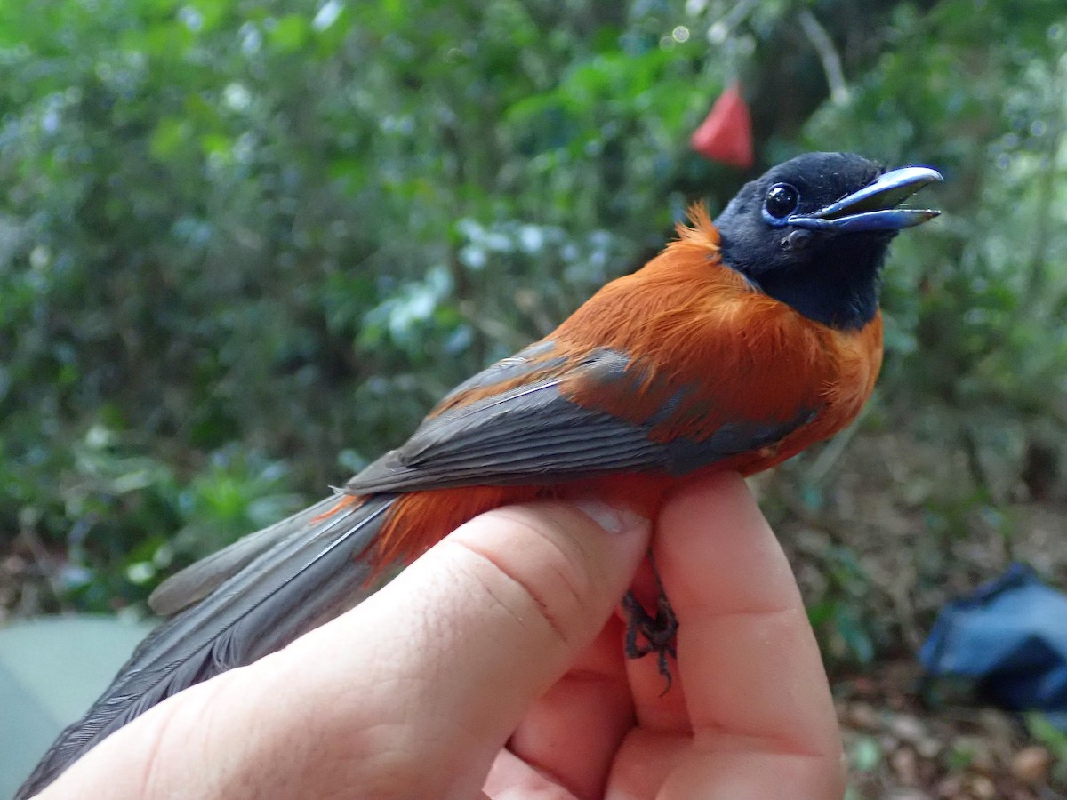 Black-headed Paradise-Flycatcher - ML623884114