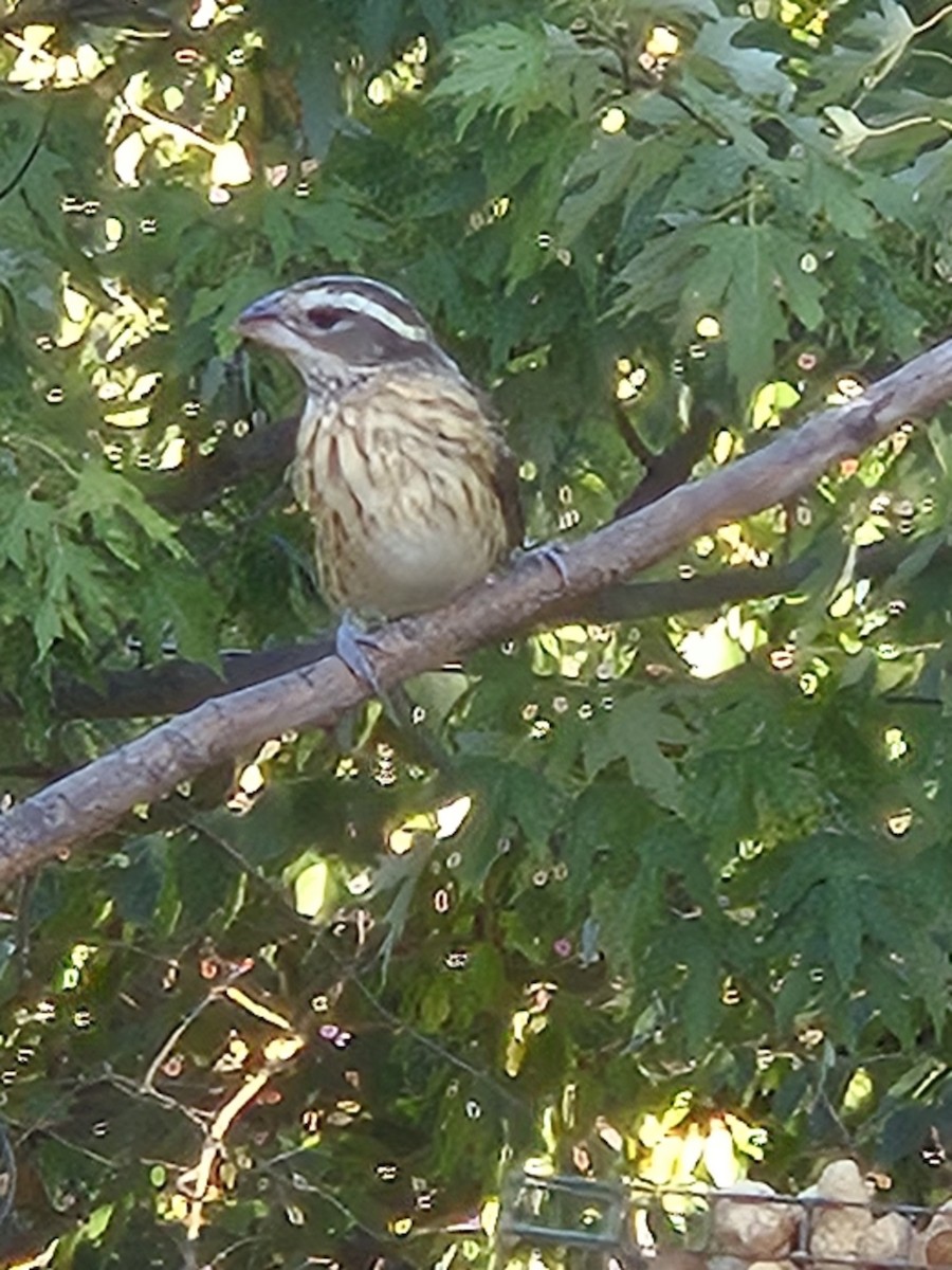 Rose-breasted Grosbeak - Isaiah Craft