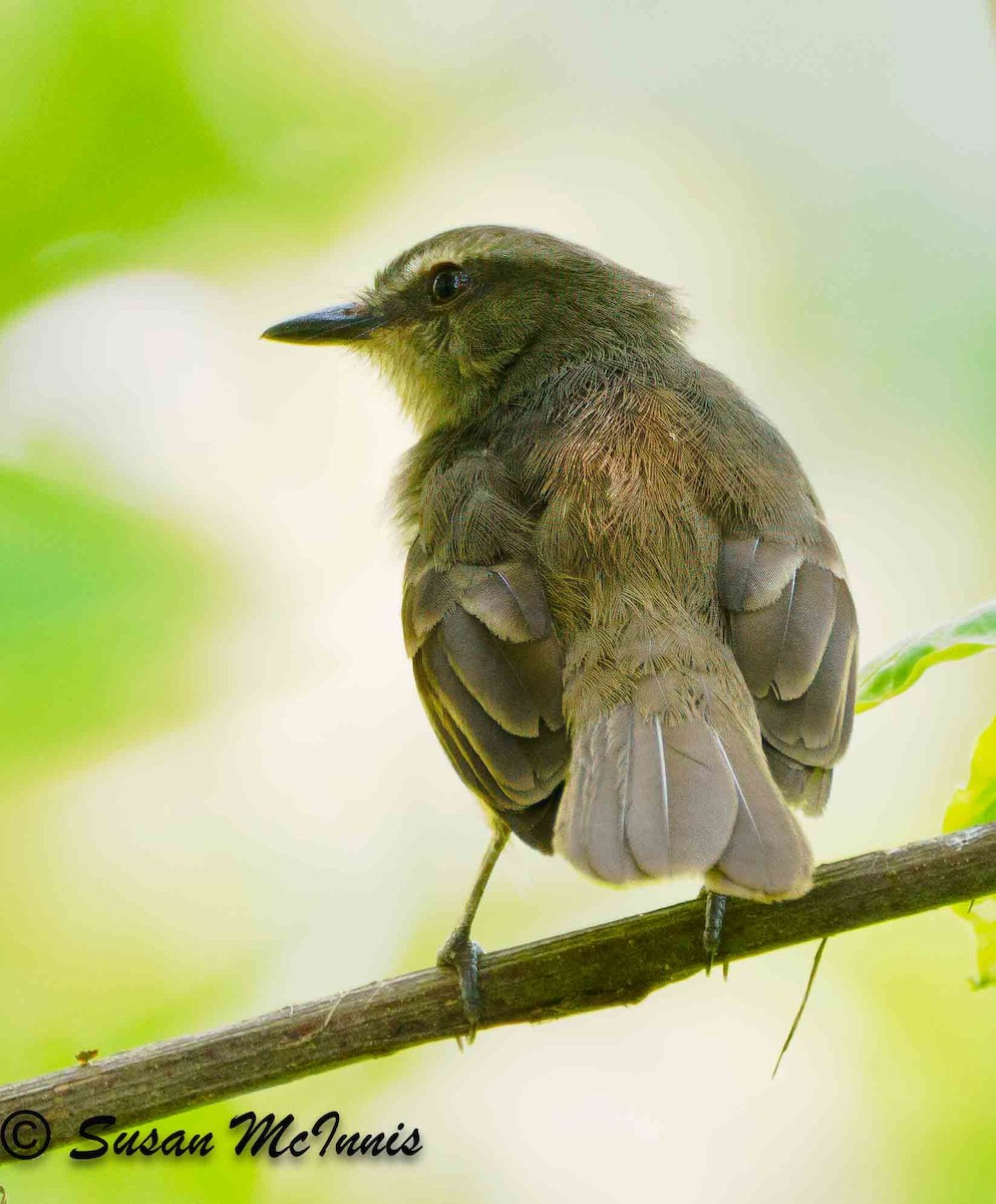 Fuscous Flycatcher - ML623884144