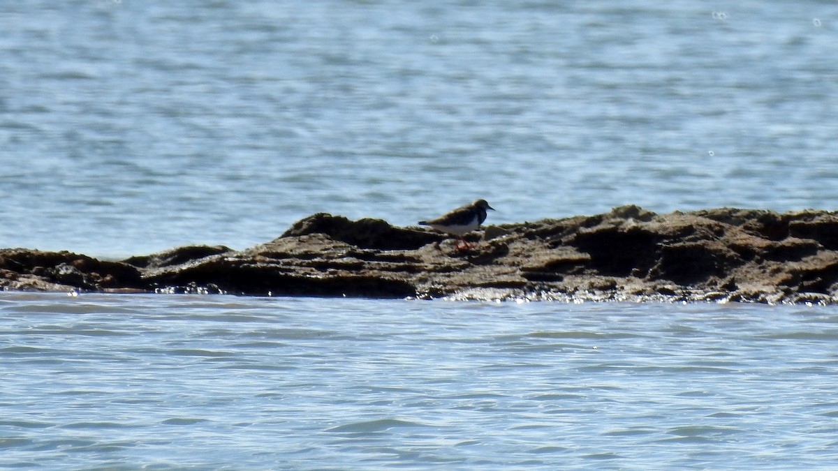 Ruddy Turnstone - ML623884146