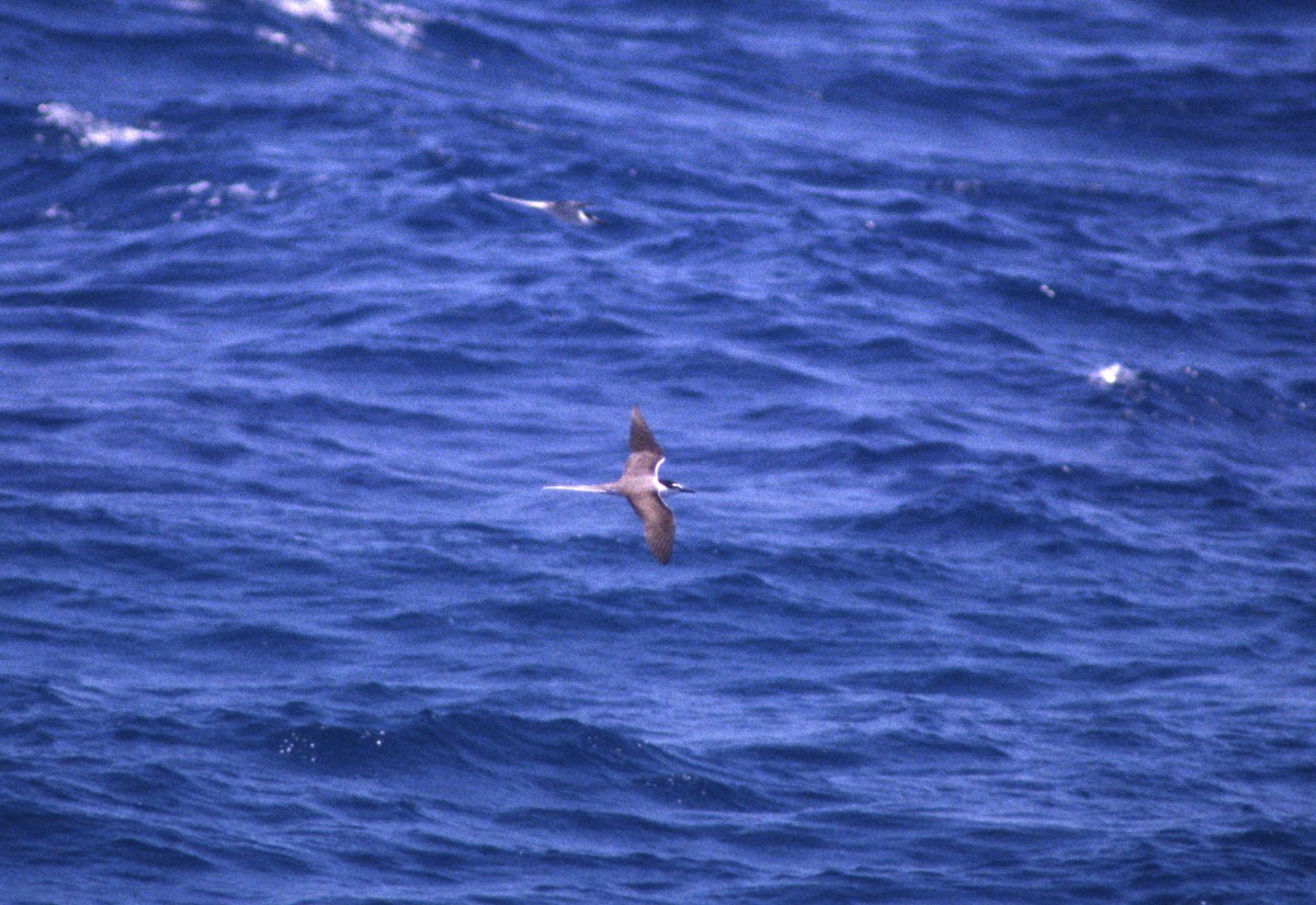 Bridled Tern - ML623884185