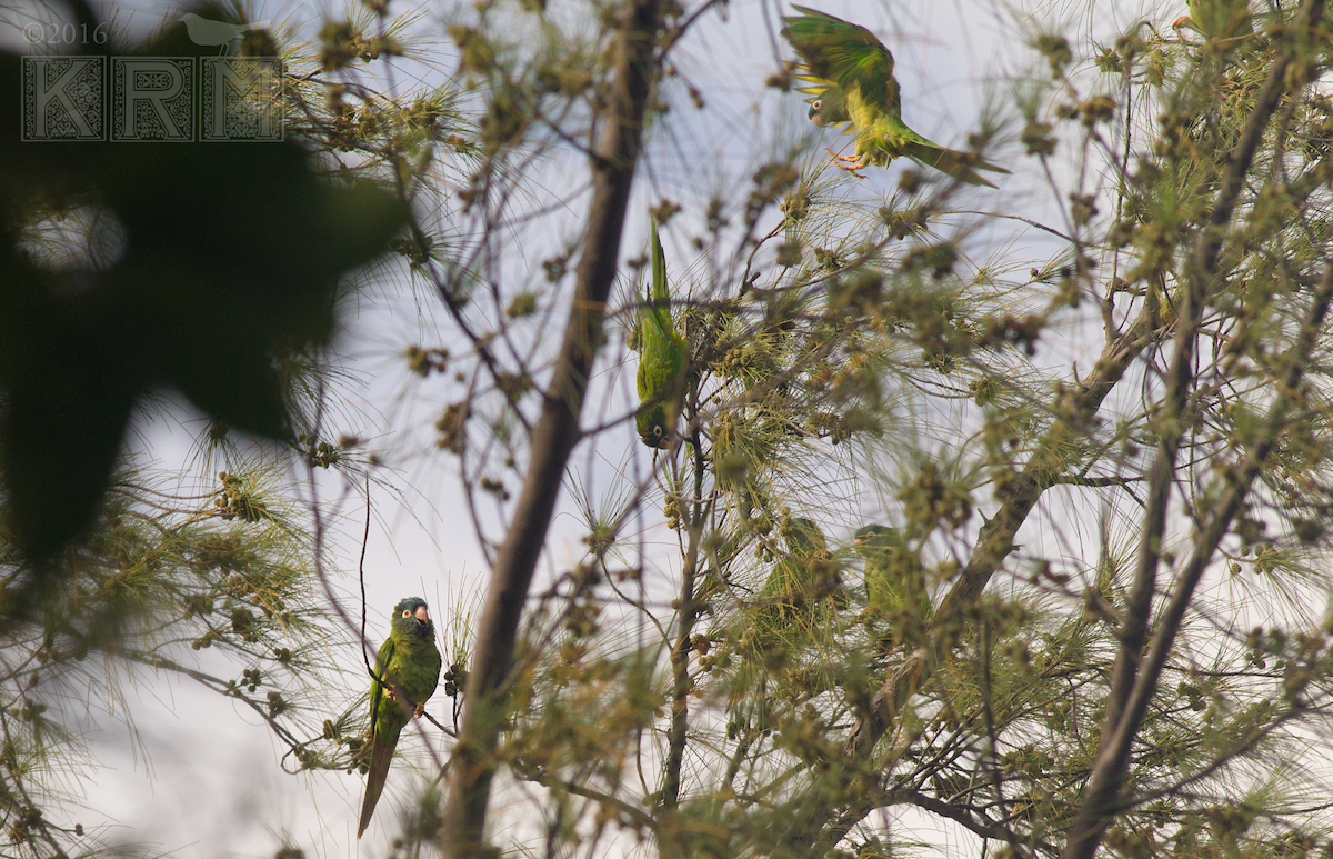 Blue-crowned Parakeet - ML623884188