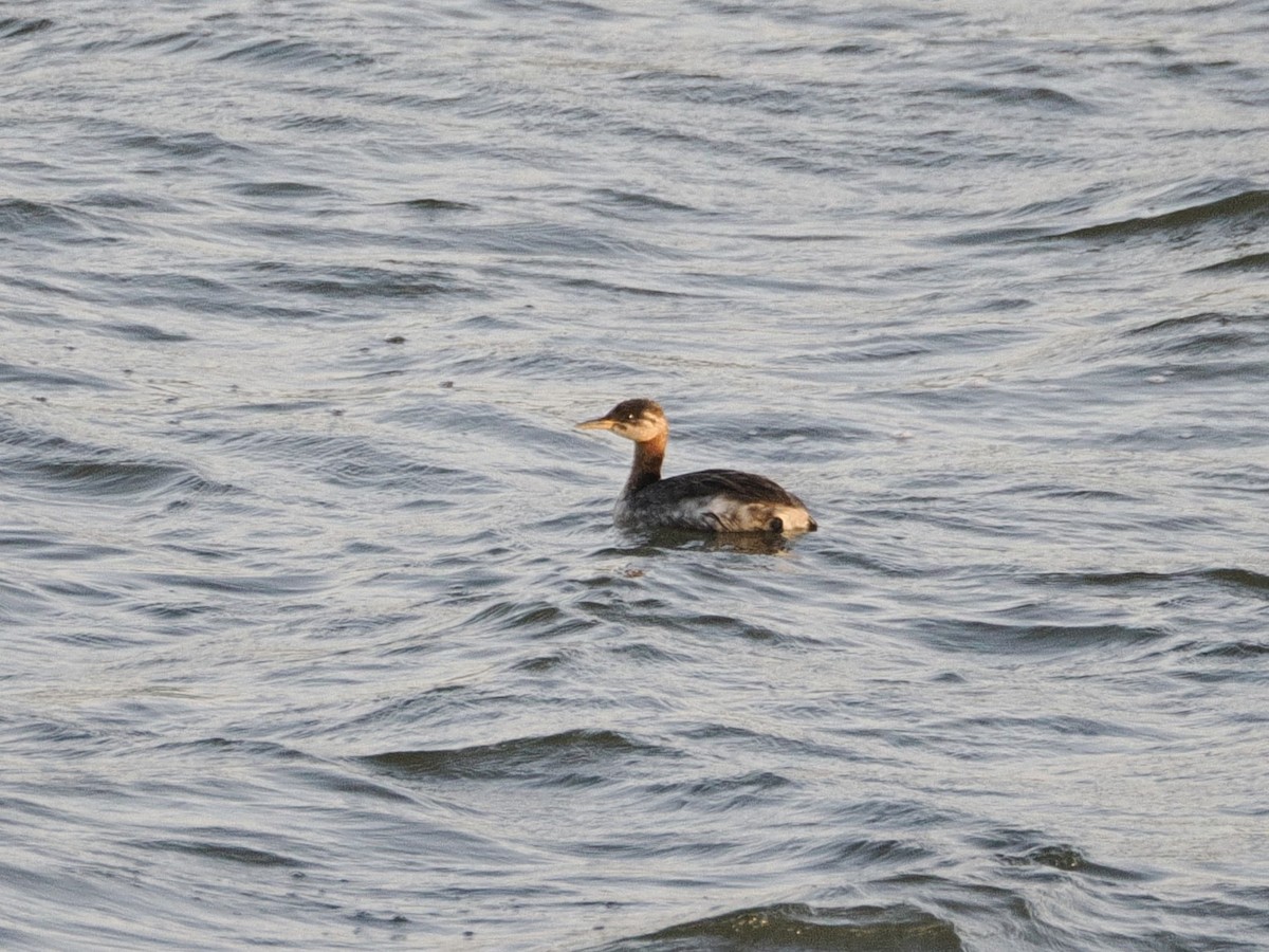 Red-necked Grebe - ML623884190