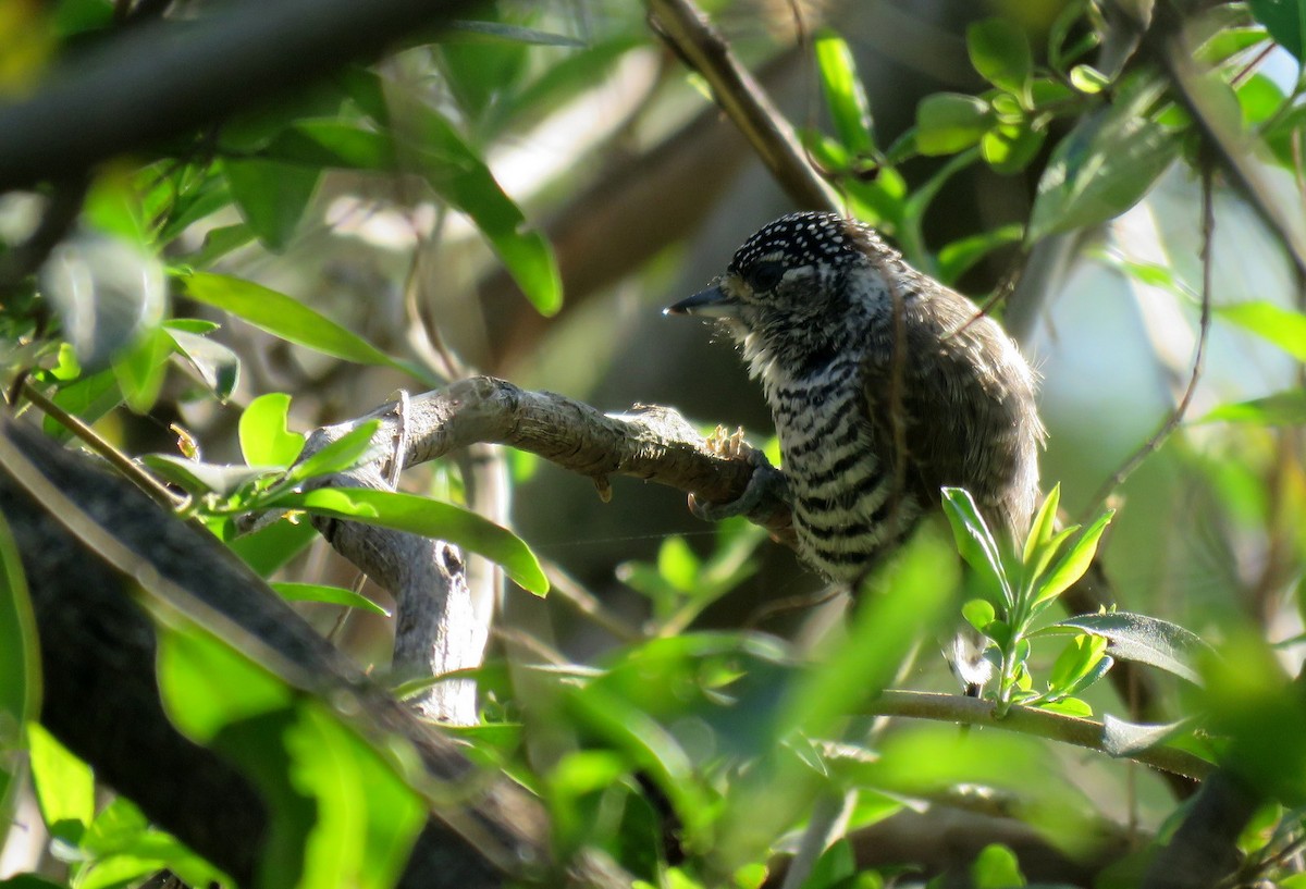 White-barred Piculet - ML623884194