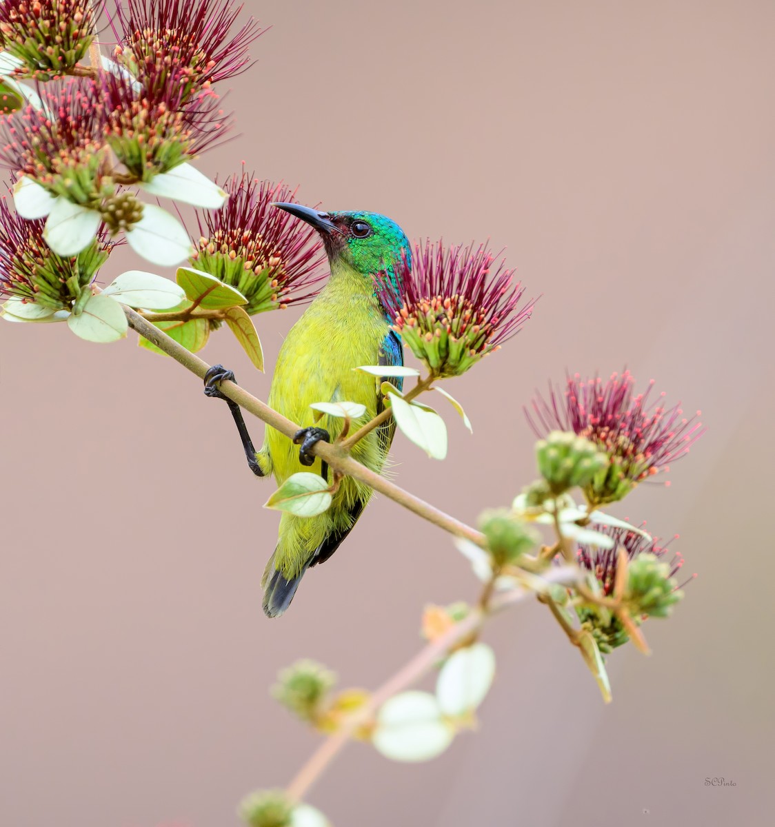 Collared Sunbird - ML623884199