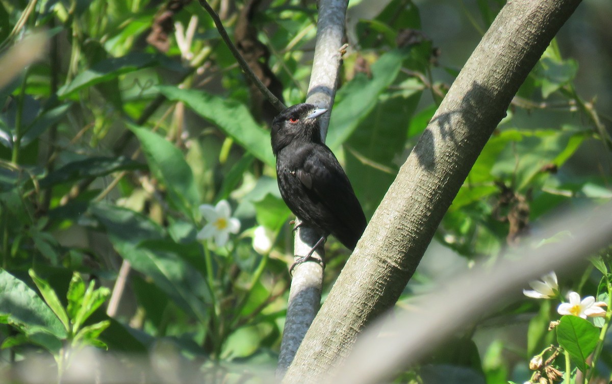 Blue-billed Black-Tyrant - ML623884219