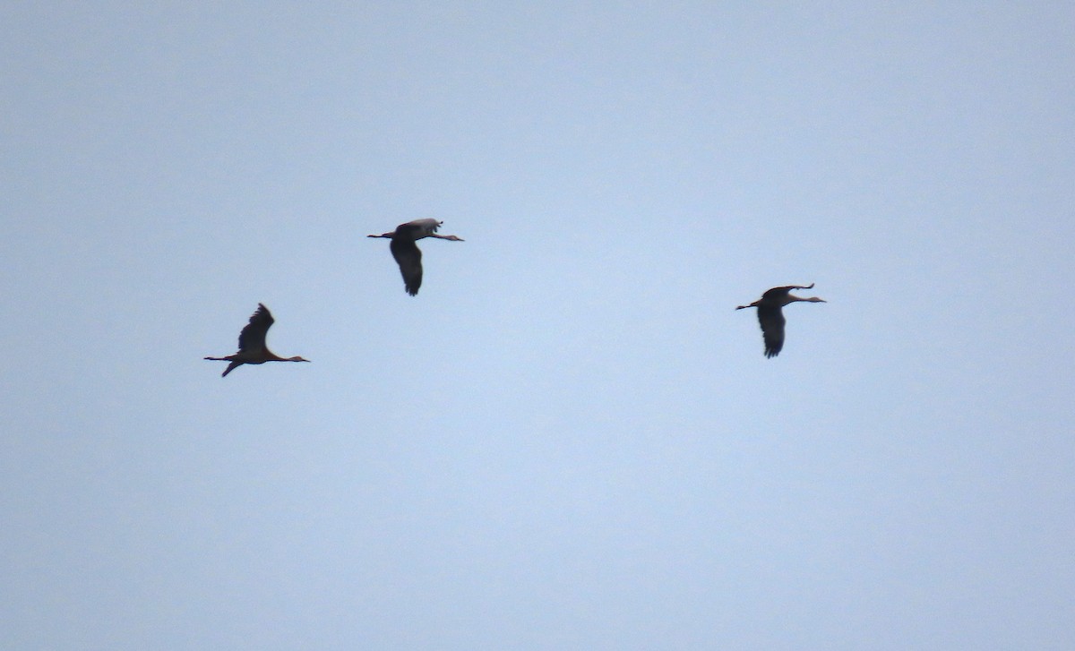 Sandhill Crane - ML623884220