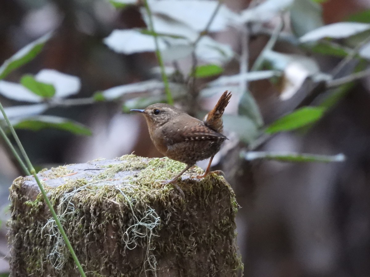 Pacific Wren (pacificus Group) - ML623884222