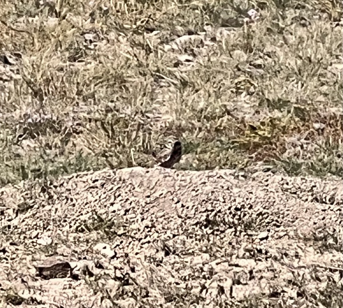 Burrowing Owl - ML623884234