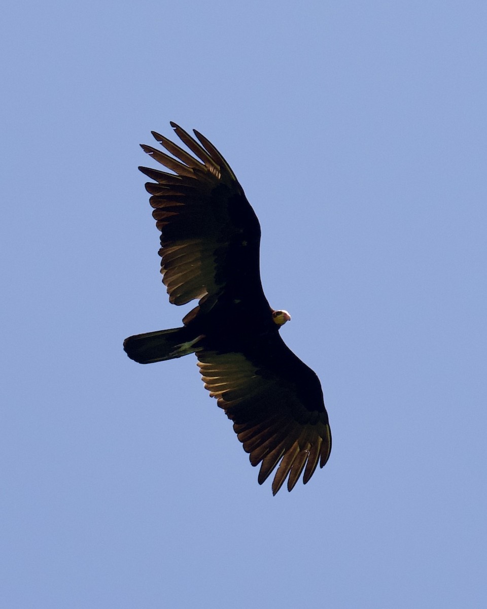 Greater Yellow-headed Vulture - ML623884235