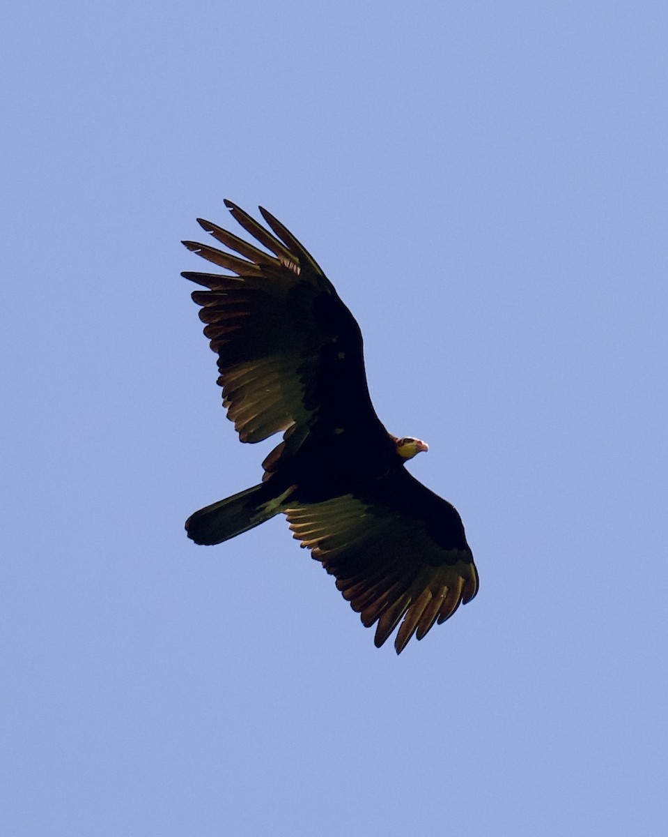 Greater Yellow-headed Vulture - ML623884236