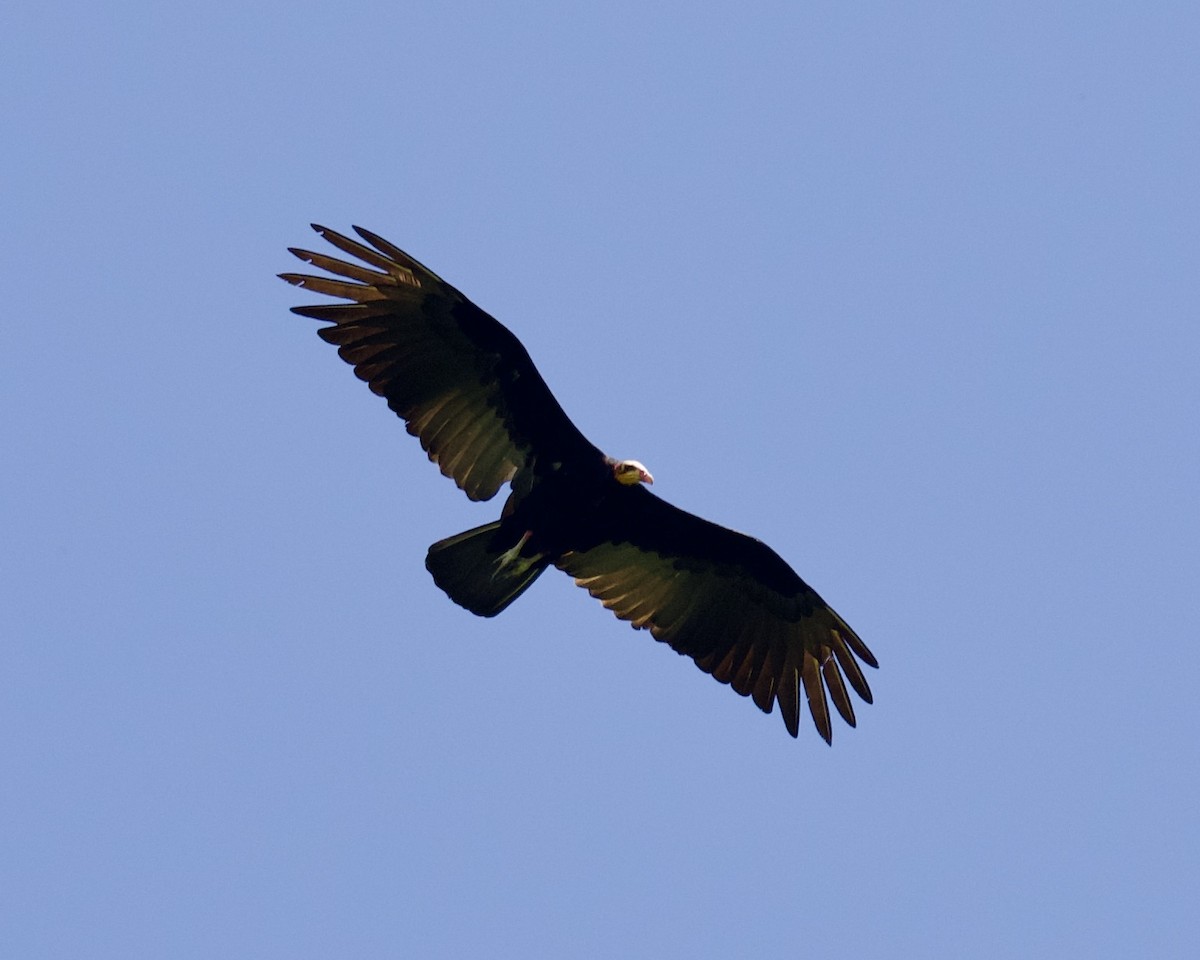 Greater Yellow-headed Vulture - ML623884237